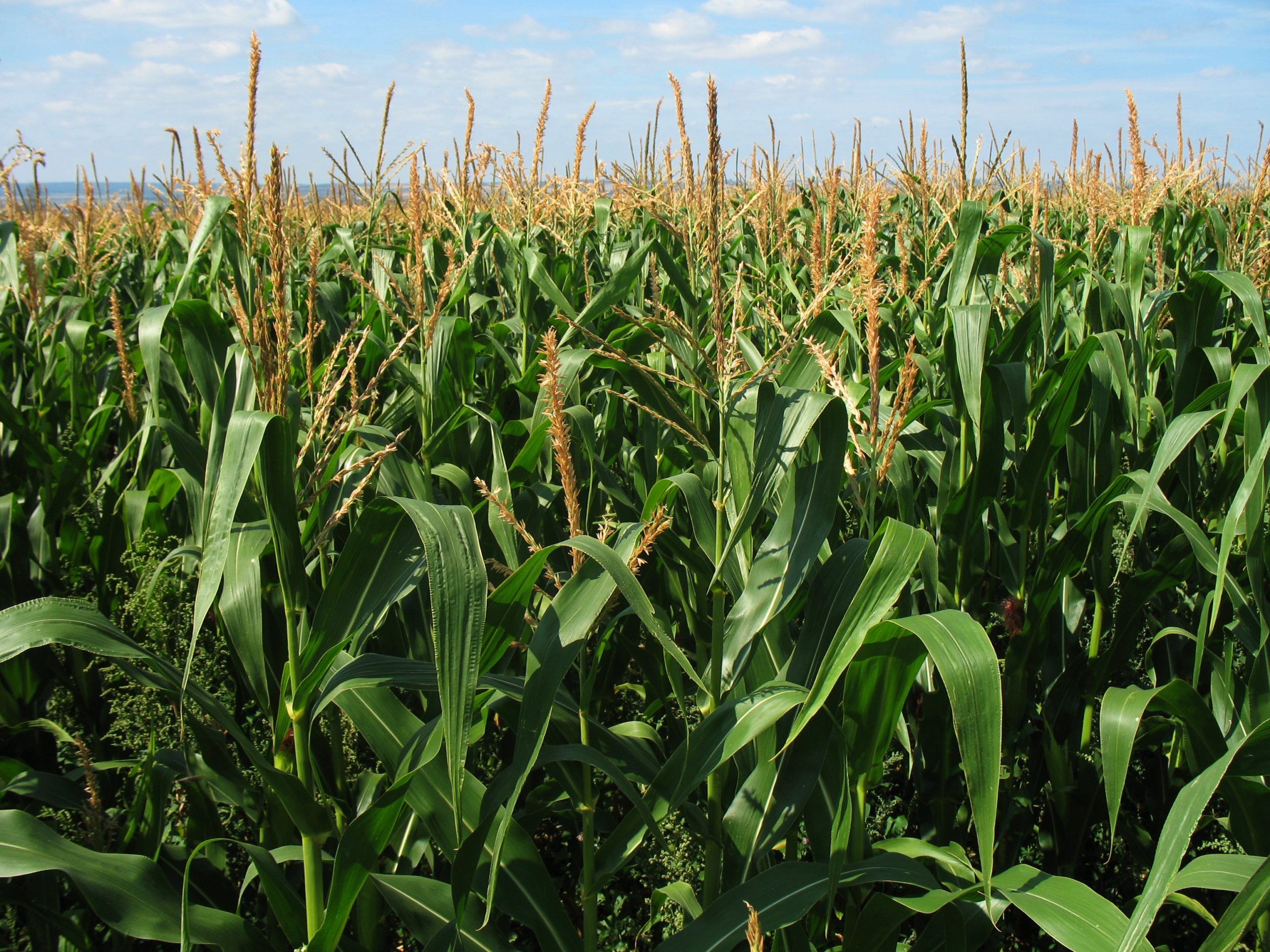 Corn field bioenergy concept